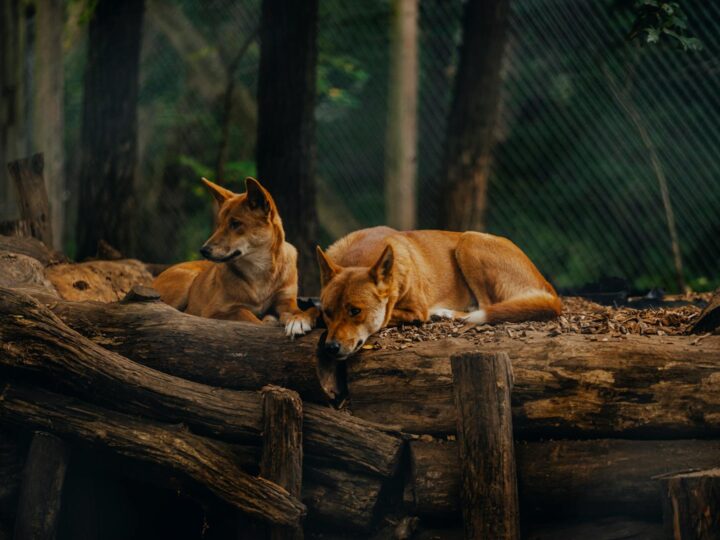 Zoo di Basilea